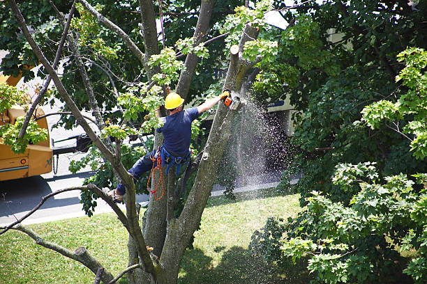 How Our Tree Care Process Works  in  Cambridge, WI
