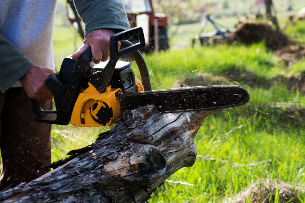 Trusted Cambridge, WI Tree Care Experts